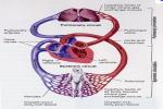 What Are The Two Halves Of Circulation And Wh... - Flashcard