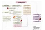 Draw The Bodies Compensatory Response To A De... - Flashcard