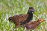 Black-breasted Wood-Quail - Flashcard