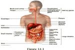 Draw The Organs Of The Digestive System - Flashcard