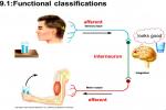 What Are The Different Types Of Nerves? - Flashcard