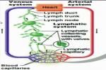 Draw The Relationship Between Cardiovasular A... - Flashcard