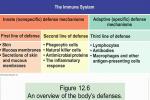 Draw A Table Of The Immune System - Flashcard