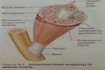 Draw A Diagram Of Skeletal Muscle Showing The... - Flashcard