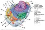 Draw And Label A Diagram Of The Structures Of... - Flashcard