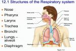 What Are The Structures Of The Respiratory Sy... - Flashcard