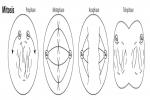 What Are The Different Phases Of Mitosis? - Flashcard