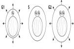 What Are The Different Phases Involved In Int... - Flashcard