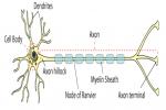 Diagrammatically Show The Structure Of A Nerv... - Flashcard