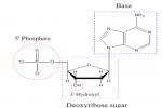 What Is The Composition Of DNA? - Flashcard