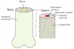 Macroscopically, What Is The Structure Of A B... - Flashcard