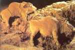 2. Two Bison, Reliefs In The Cave At Le Tuc D... - Flashcard