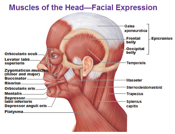 Name The Two Major Muscles Of The Epicranius - Flashcard