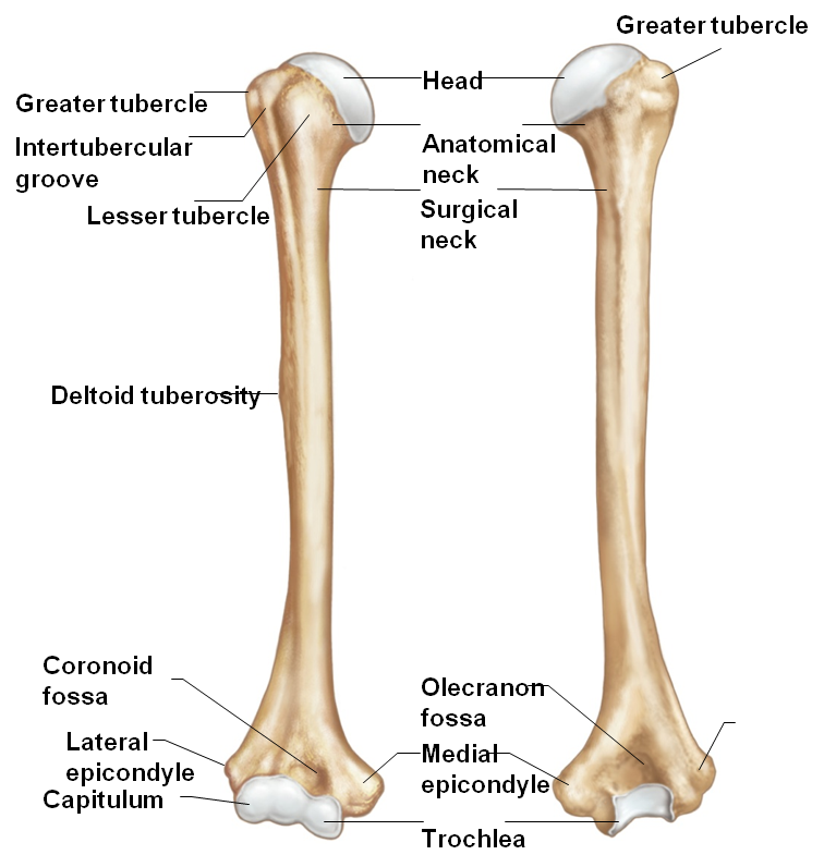 Identify: the Greater And Lesser Tubercl... - Flashcard