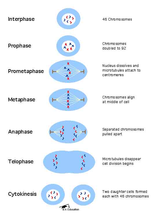 Name All The Mitosis Stages  - Flashcard