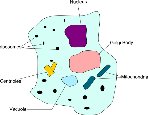 Microscopic Structural And Functional Unit Of... - Flashcard