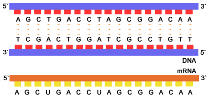 The Process By Which Genetic Information Repr... - Flashcard