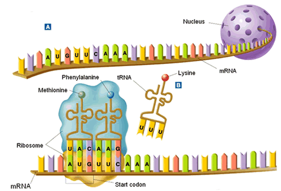Nucleotide Triplets In A Messenger RNA Molecu... - Flashcard