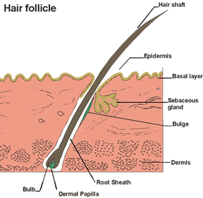 The Part Of The Human Hair That Projects Abov... - Flashcard