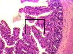 Simple Columnar Epithelial Tissue - Flashcard