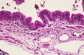 Pseudostratified Columnar Epithelium (Cilia) - Flashcard