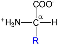 Alpha Amino Acid Structure - Flashcard