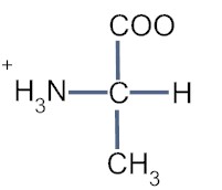 Alanine - Flashcard