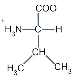 Valine - Flashcard