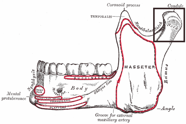 Condyle - Flashcard