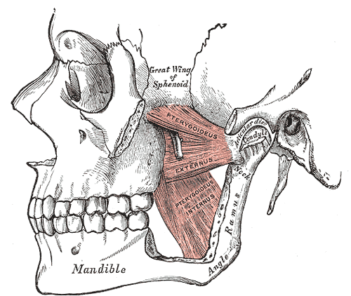 Glenoid Fossa - Flashcard