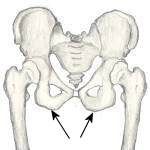 Tuberosity - Flashcard