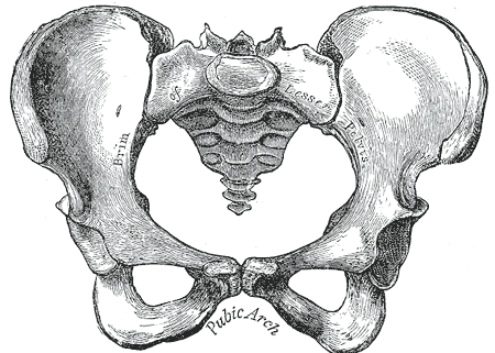  abdominal  - Flashcard