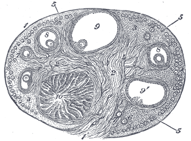 Corpus Luteum - Flashcard