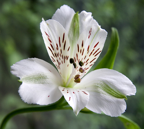 Peruvian Lily
Form - Flashcard