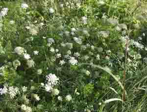 Queen Anne's Lace
Filler
  - Flashcard