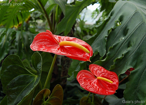 Anthurium (flamingo Flower)
Form - Flashcard