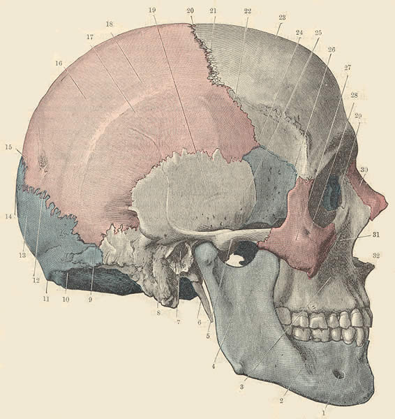 #7 = External Acoustic Meatus, #23 = Frontal ... - Flashcard