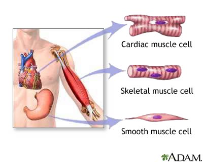 3 Types Of Muscle Tissue - Flashcard