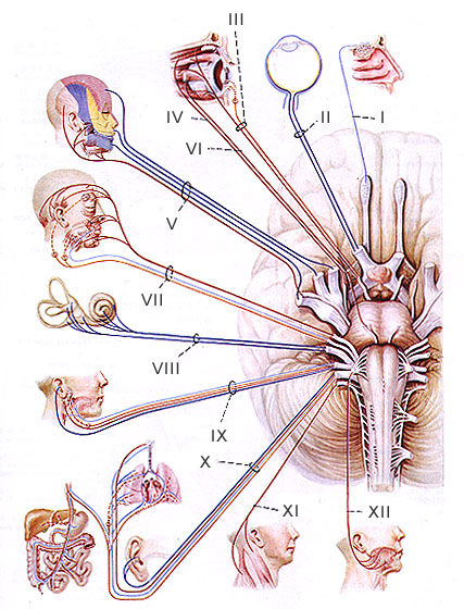 Oculomotor - Flashcard