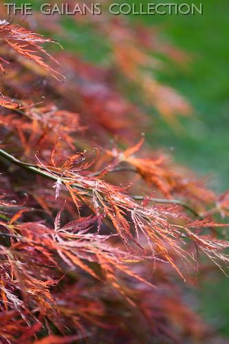 Botanical Name: Acer Palmatum   Cv.... - Flashcard