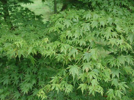 Botanical Name:  Acer Palmatum

Common... - Flashcard
