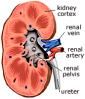 Organs Of Urinary System:

Kidneys - Flashcard