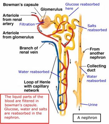 Organs Of Urinary System:

Nephron - Flashcard