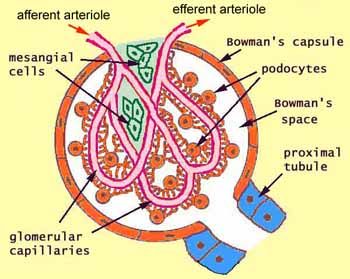 Organs Of Urinary System:

Glomerulus (pl. ... - Flashcard
