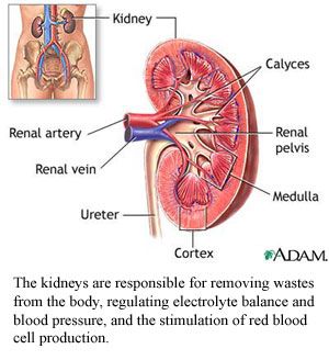 Organs Of Urinary System:

Renal Pelvis - Flashcard