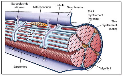 Sarcoplasmic Reticulum  - Flashcard