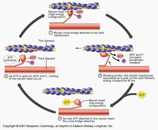 Myosin - Flashcard