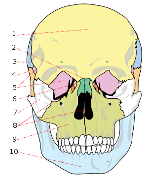 Parietal: Sides Of CraniumVomer:part Of Nasal... - Flashcard