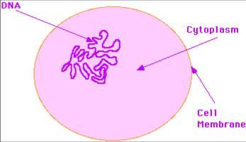 What Are The General Cell Features? (What All... - Flashcard