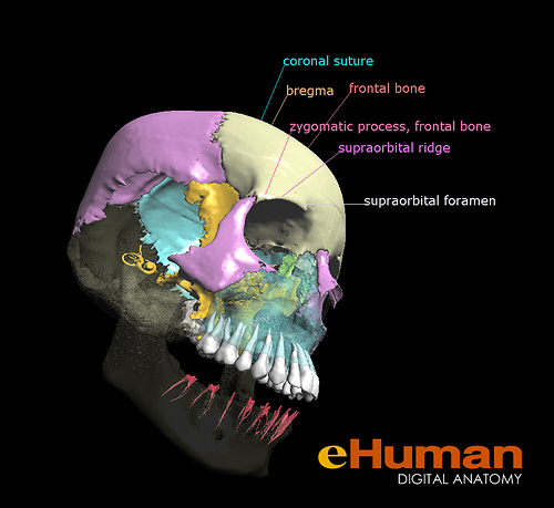 Supra-Orbital Ridge - Flashcard